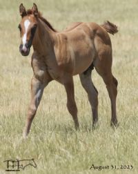 Twice As Drifty MA's 2023 Dun Colt